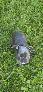French bulldog