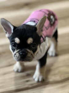 Female French bulldog