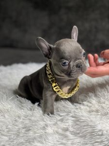 Henry Nathan’s Frenchies