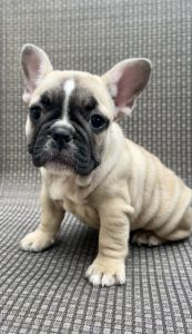 French Bulldog full bred female