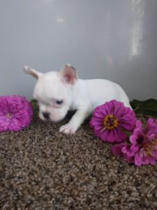 Sweet little frienchies