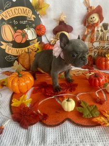 French Bulldog