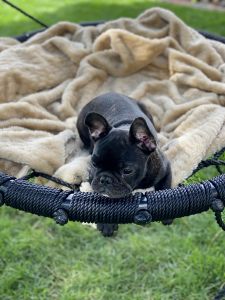 Female French bulldog AKC registered