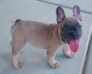 French Bulldog Puppies AKC