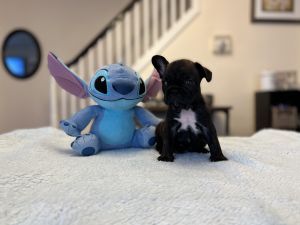 French bulldogs puppies