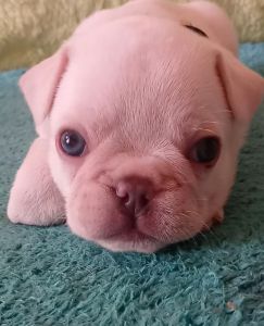 Platinum French Bulldog Puppies