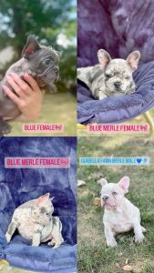 EXOTIC FRENCH BULLDOG PUPPIES
