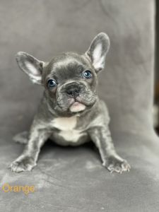 French bulldog puppy