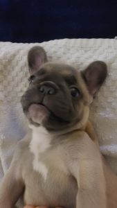 Male French Bulldog