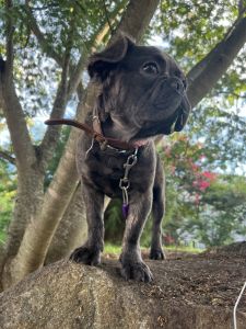 BRINDLE STUD FLUFFY CARRIER