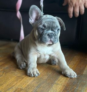 French bulldog puppies for sale