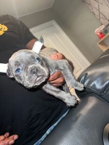 Blue frenchie with blue eyes