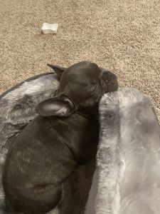 O’Malley- Blue/Brindle