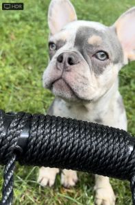 Exotic Blue Merle Frenchie