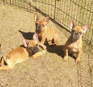 French Bulldog Pups Available