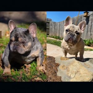 Frenchie Maui Boy