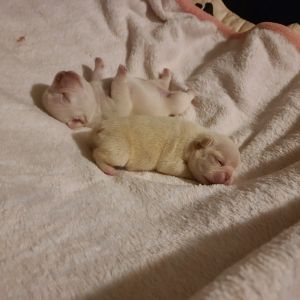 Frenchies for sale