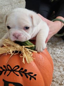 French bulldog puppies