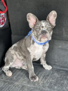 French Bulldog Pup -6MO