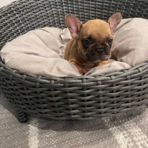 Quality French Bulldog puppies