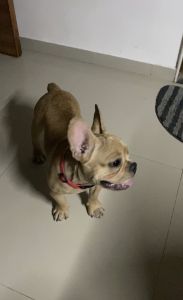 French bulldog heavy original breed 3 months old