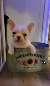 Male Cream cocoa French Bulldog puppies