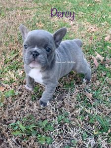 Blue French Bulldog Puppies