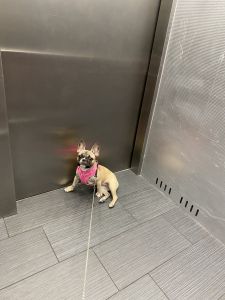 Frenchie needs a new home