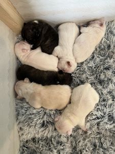New litter