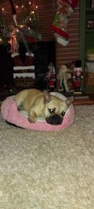 Tan Frenchie for Sale