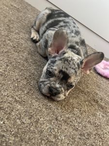 French Merle Bulldog