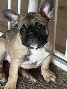 French bulldog