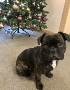 1 Year Old Male French Bulldog