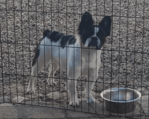 Full Fluffy French Bulldog
