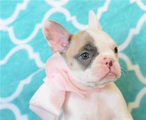 Scarla French Bulldog Puppies .