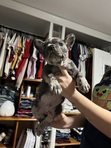 Coco the French Bulldog