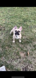 Male French bulldog