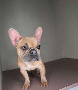 Two female fawn French bulldogs