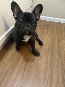 French bulldog