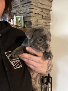 This handsome little guy is looking for his forever home.Looking for l