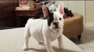 French Bulldog, purebred and Champion line