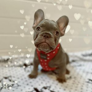 French bulldog puppies