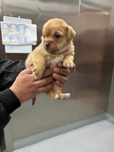 French bulldog puppy