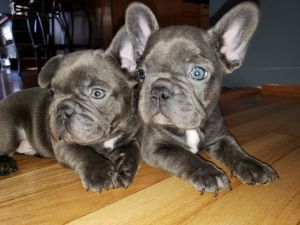 French Bulldog babies