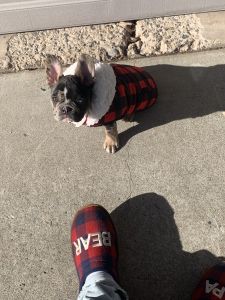 5 month boy frenchie