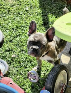 French bulldog for sale