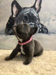 (KATANA) BLUE FEMALE