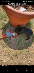 Male AKC French bulldog black brindle