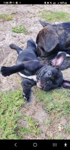 Male French bulldog for sale