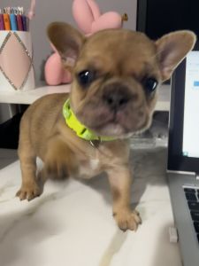 Male blue fawn frenchie